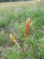 Orobanche elatior