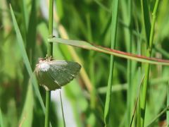Protodeltote albidula