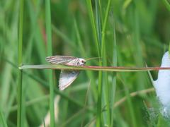 Protodeltote albidula