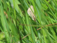 Protodeltote albidula