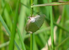 Protodeltote albidula