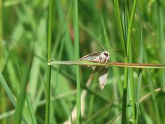 Protodeltote albidula