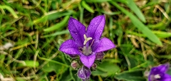 Campanula glomerata