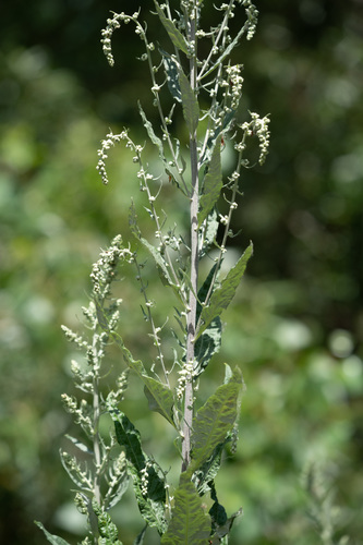 iNaturalist observation photo of California mugwort