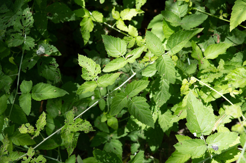iNaturalist observation photo of trailing blackberry