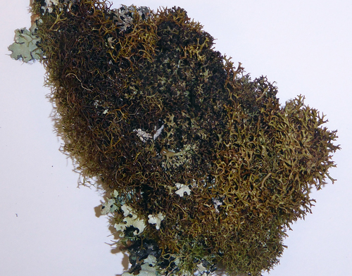 Cladia gorgonea image