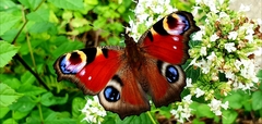 Aglais io