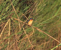 Corythornis vintsioides