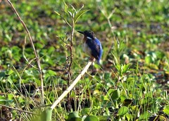 Corythornis vintsioides