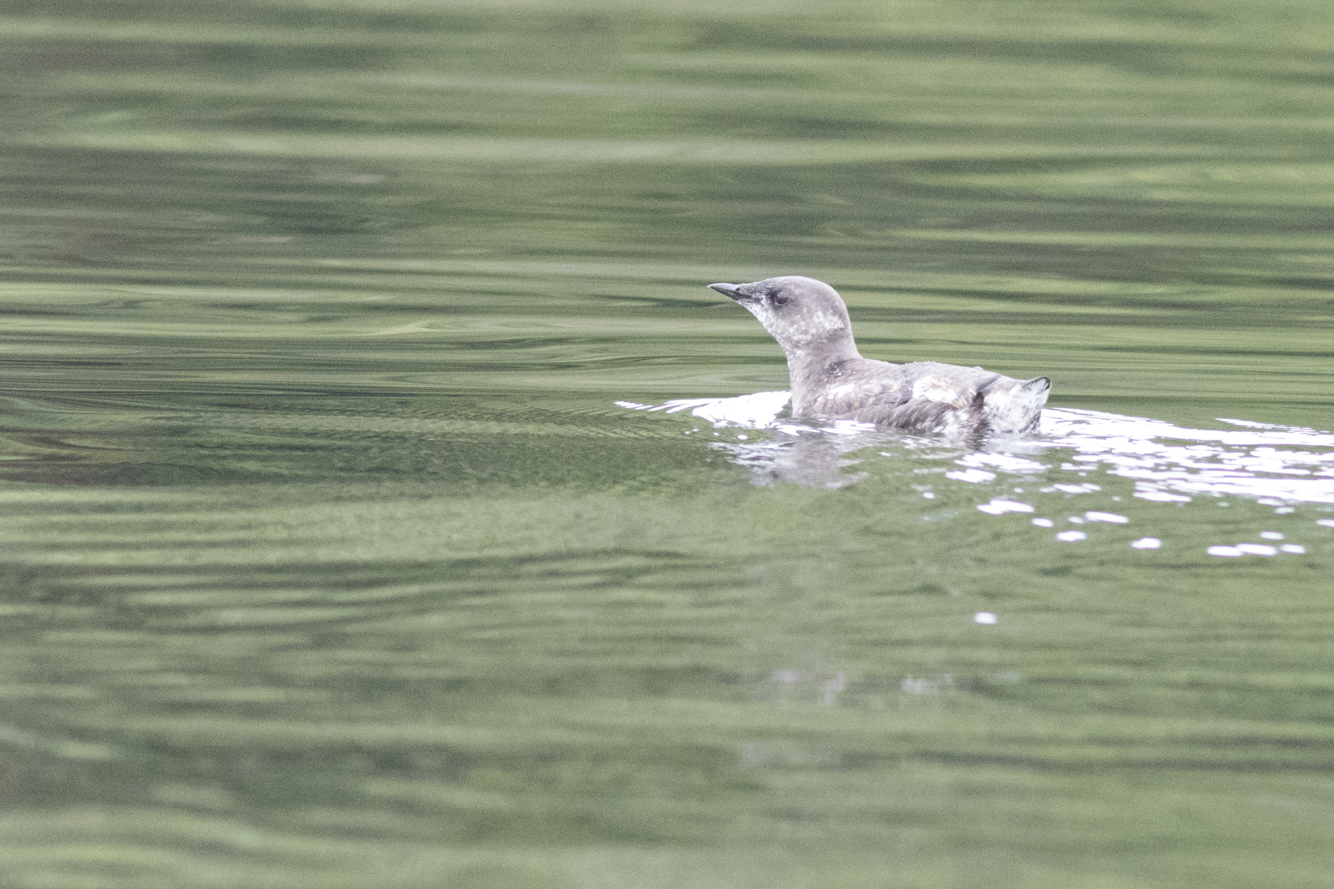 Marbled Murrelet