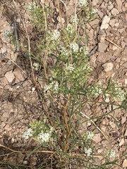 Lepidium fremontii