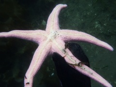 Pisaster brevispinus