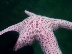 Pisaster brevispinus