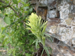 Castilleja cervina