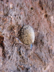 Notoacmea pileopsis image