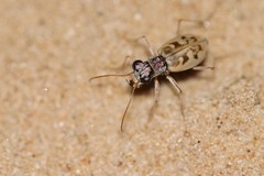 Ellipsoptera lepida