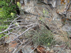 Castilleja cervina
