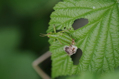 Odontopodisma decipiens