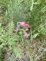 Geum triflorum