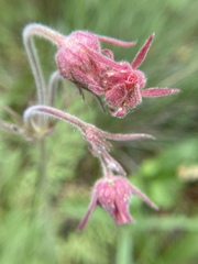 Geum triflorum