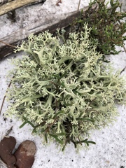 Cladonia leporina