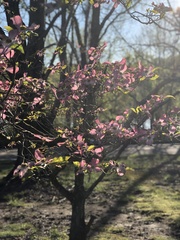 Cornus florida rubra