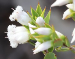 Styphelia conostephioides