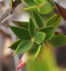 Styphelia conostephioides