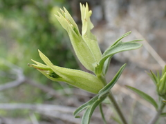 Castilleja cervina