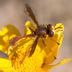 Physocephala burgessi