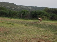 Hyaena hyaena