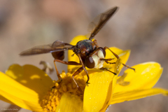 Physocephala burgessi