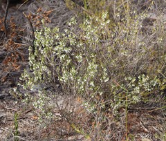 Styphelia conostephioides