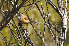 Stipiturus malachurus