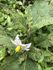 Solanum carolinense carolinense