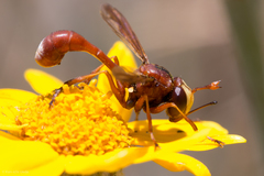 Physocephala burgessi