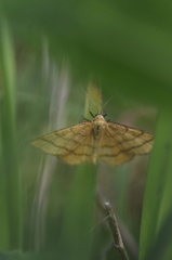 Idaea aureolaria