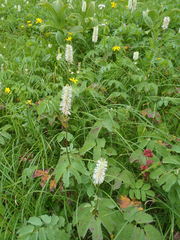 Sanguisorba stipulata