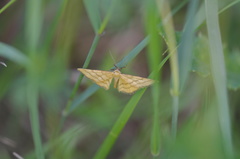 Idaea aureolaria