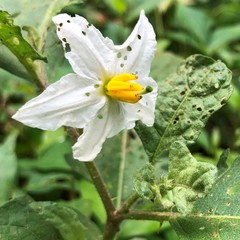 Solanum carolinense carolinense
