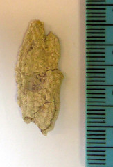 Pertusaria albopunctata