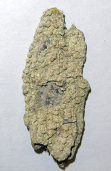 Pertusaria albopunctata