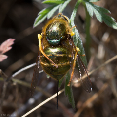 Eulonchus smaragdinus