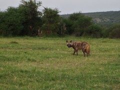Hyaena hyaena