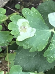 Phytomyza aquilegiae group