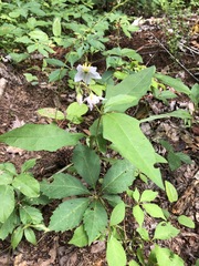 Solanum carolinense carolinense
