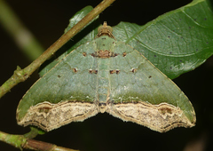 Oligopleura malachitaria
