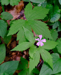 Geranium nodosum