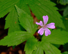 Geranium nodosum