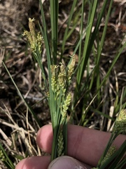 Carex granularis